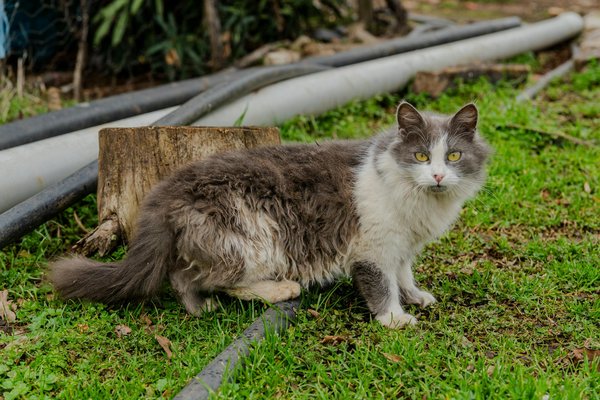 Réveils parlants : votre allié pour un réveil en douceur