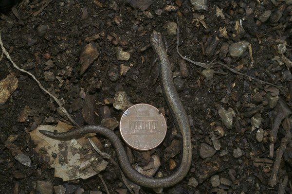 Phytothérapie vs Médicaments : Avantages et inconvénients