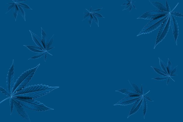 Recettes maison de phytothérapie