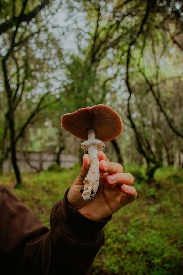 Marque de champignons adaptogènes : découvrez mushngo!